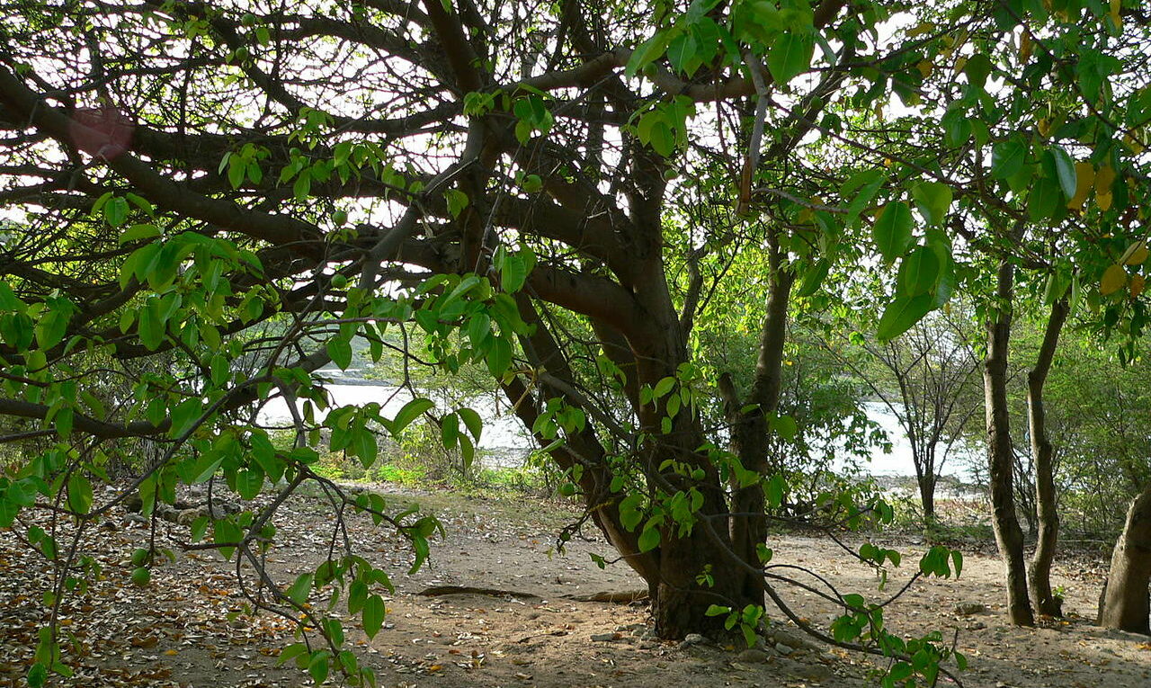 Quand la nature te veux du mal