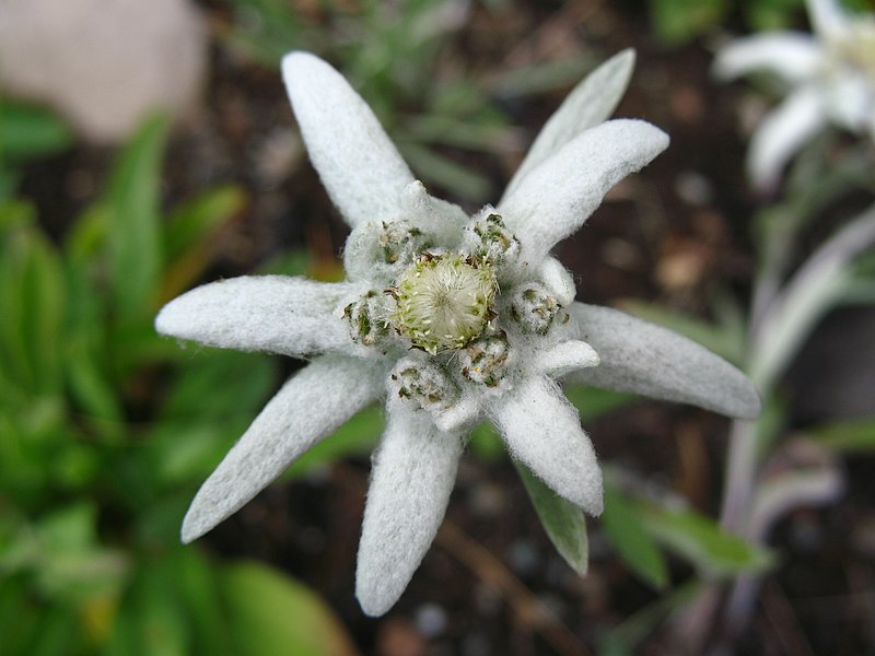 Edelweiss : la fleur légendaire